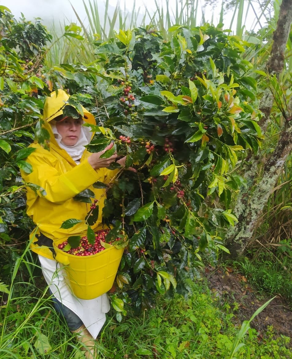 Campesino recogiendo 2